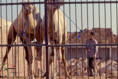 Boy at the Birqash Camel Market Egypt