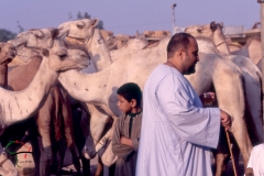 Herders at the Birqash Camel Market Egypt