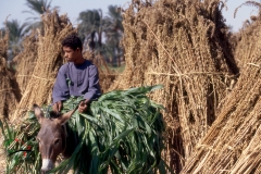Boy riding a donkey in Komlolah, Egypt