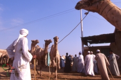 Herders at the Birqash Camel Market in Egypt