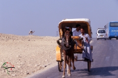 Horse drawn carriage driving in Cairo, Egypt