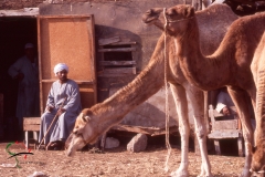 Herder sitting at the Birqash Camel Market Egypt