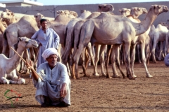 Herder sitting at the Birqash Camel Market, Egypt