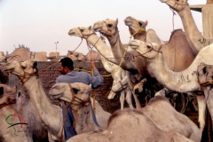 Herders at the Birqash Camel Market, Egypt