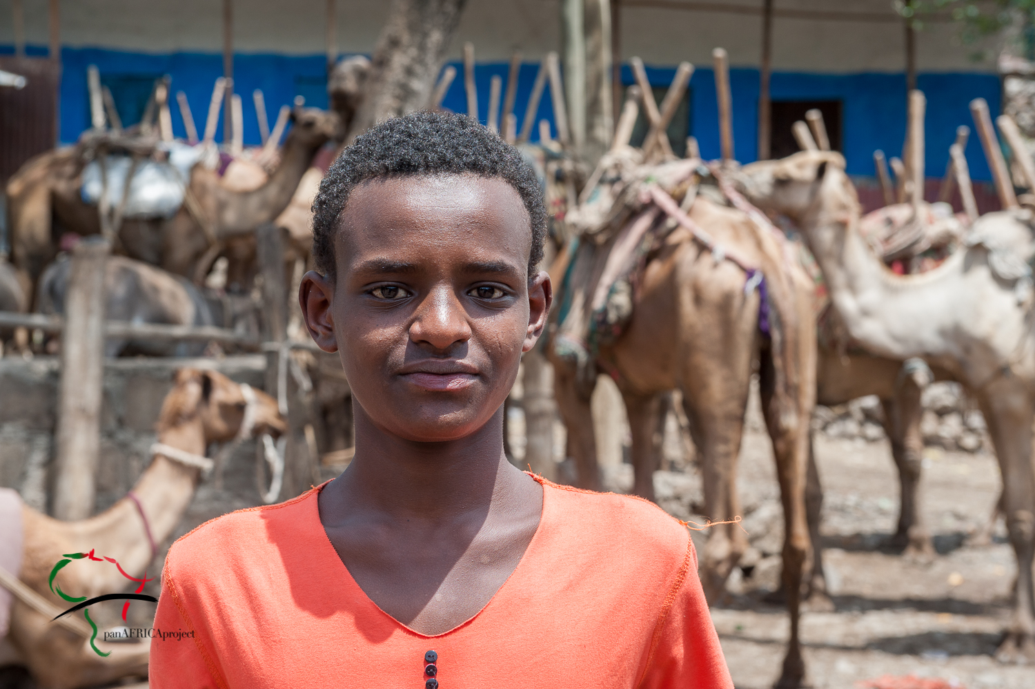 Portrait of a boy in front of camels