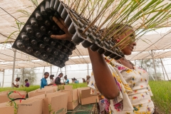 Women carrying sugar cane plants