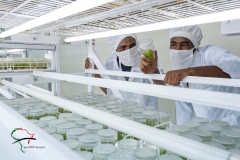 Men examining sugar cane plants