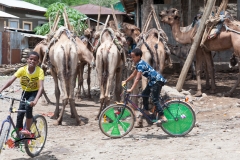 Children riding bicycles in front of camels