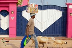 Vendor walking with a box on his head next to goats in Accra, Ghana
