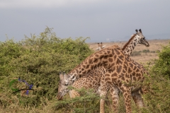 panafricaproject-kenya-lou-jones-copyright-2022-240