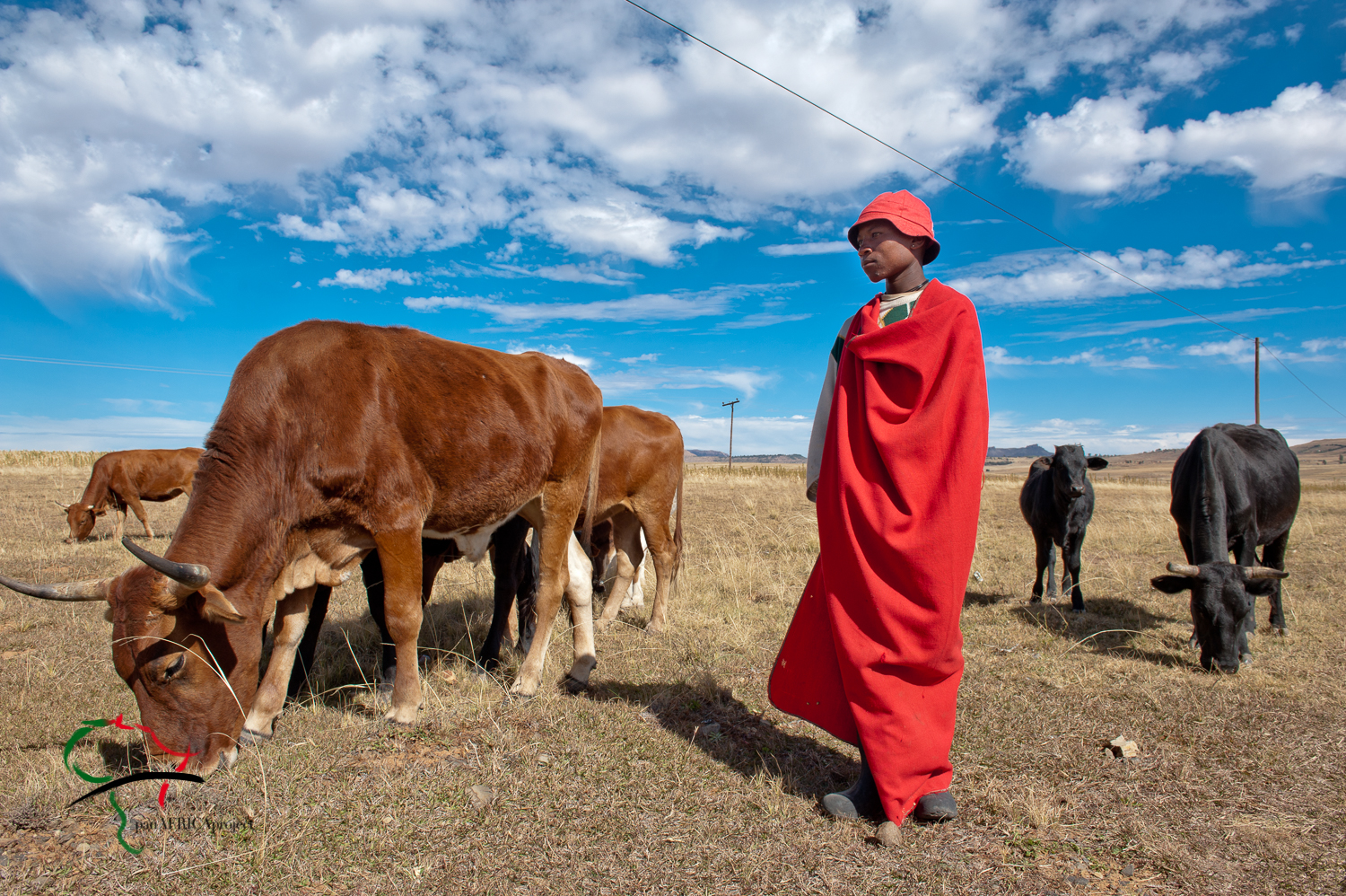 Herd boy standing next to a steer