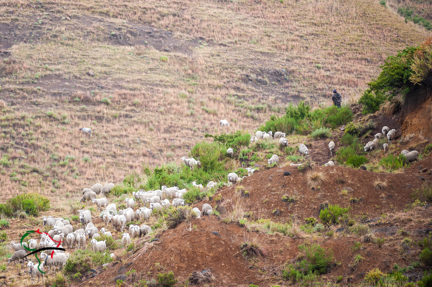 Man herding sheep in the valley