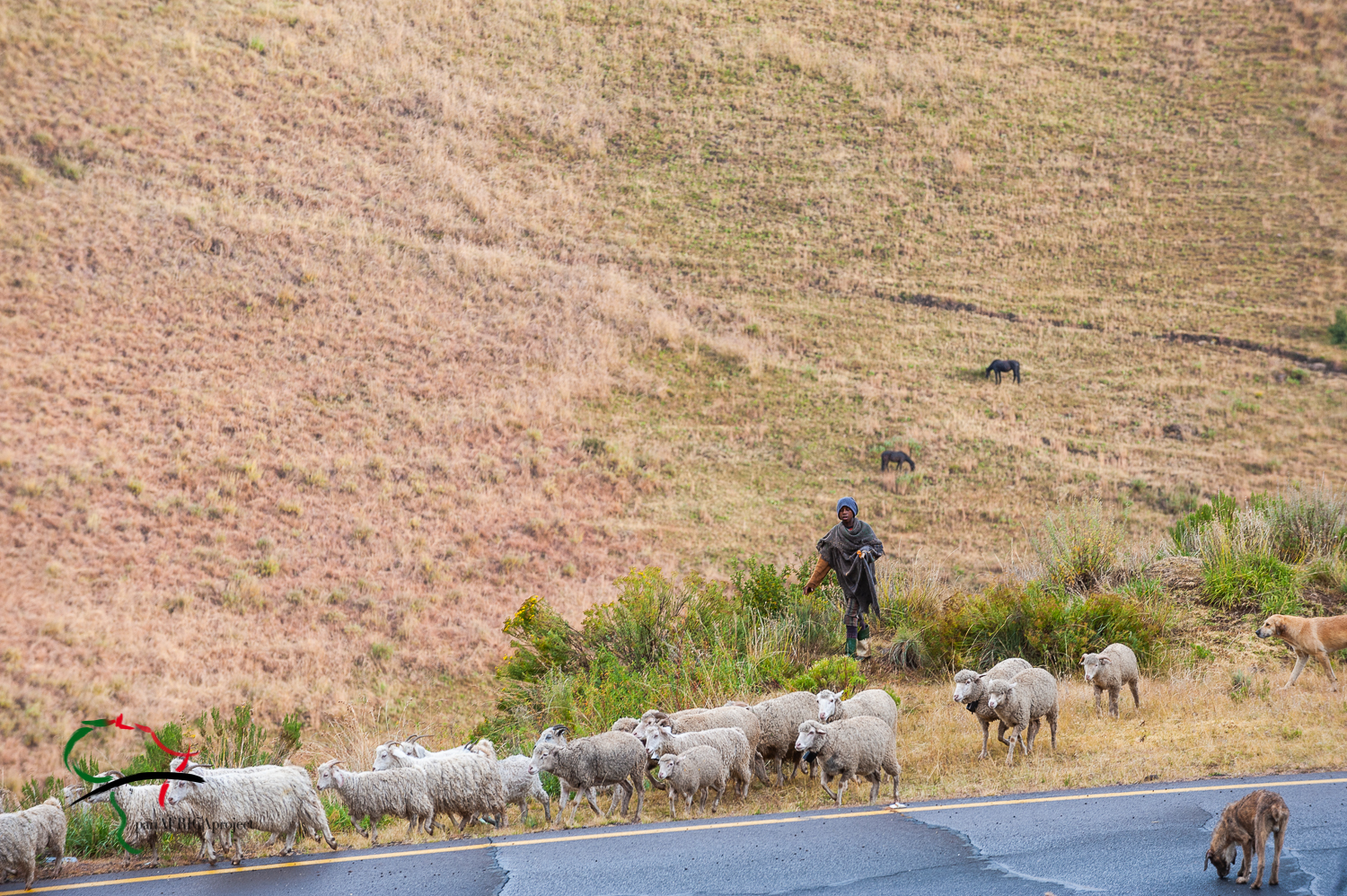 Man herding sheep across the road