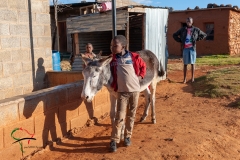 A boy and a donkey
