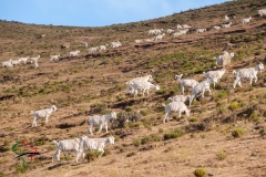 Sheep roaming on a hillside