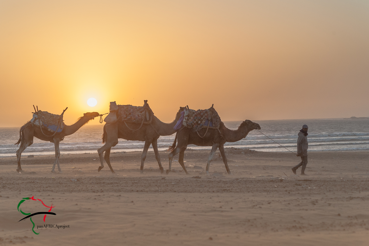 Man walking camels on the beach