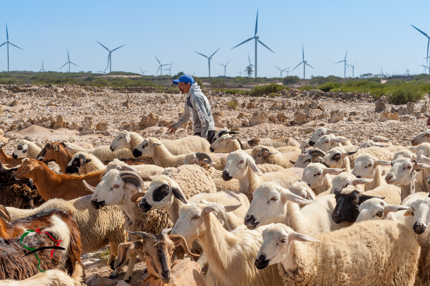 Man herding sheep in front of a wind farm