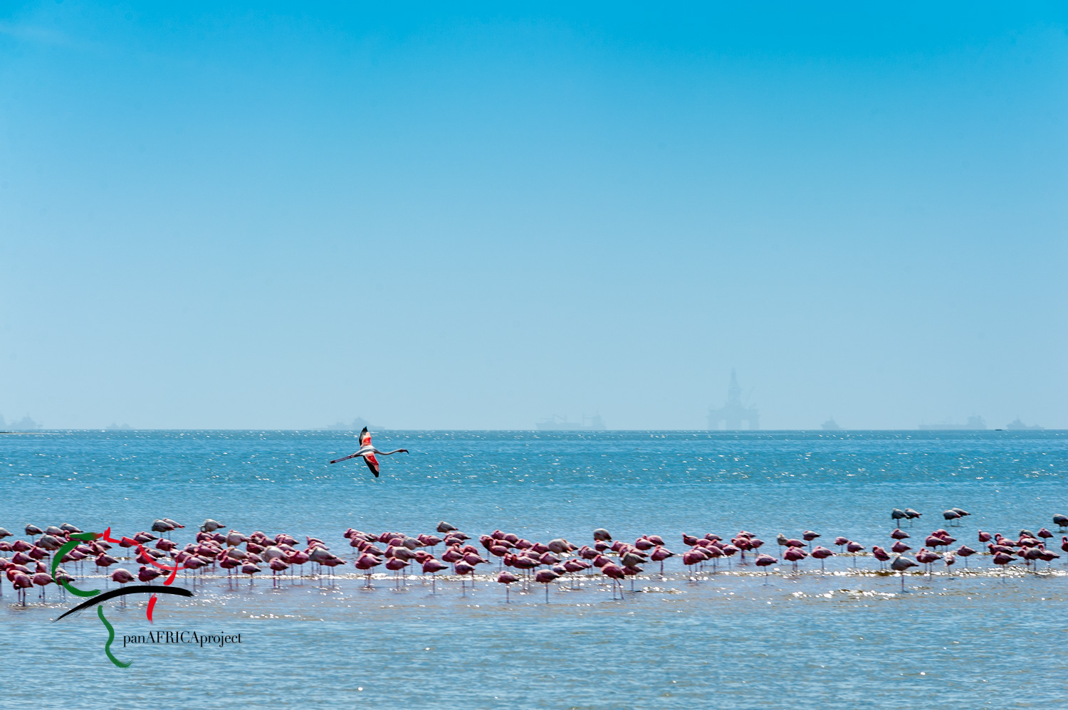 Flamingos resting in water.