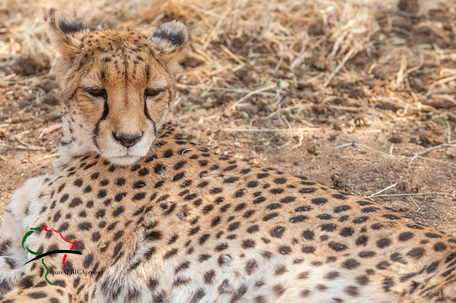 Cheetah resting in reservation