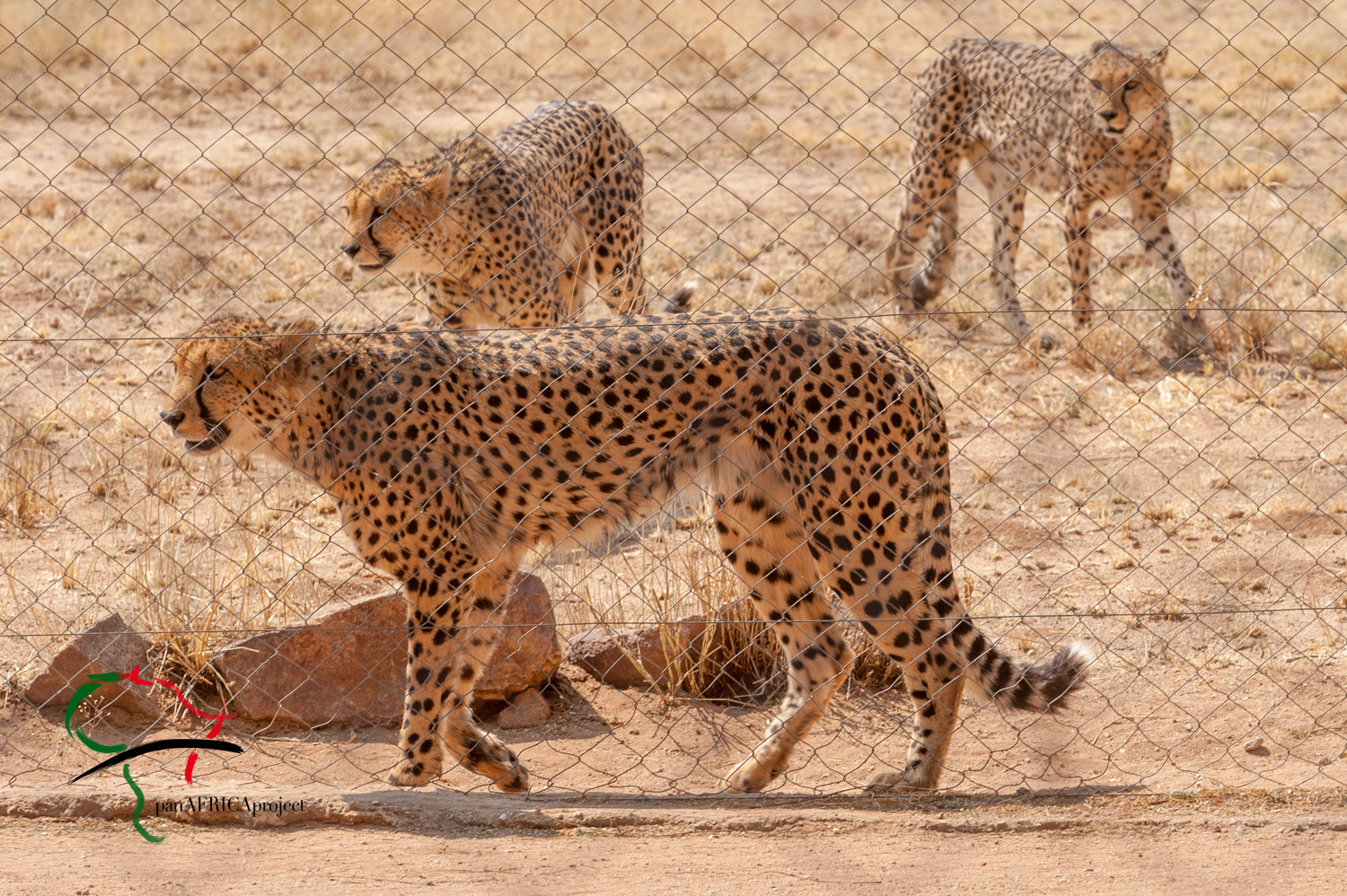 Cheetahs walking around in a reservation