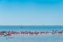 Flamingos resting in water.