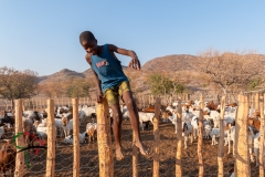 Child climbing over a fence with goats in the background.