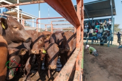 Child plays outside of pen with cattle