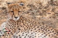 Cheetah resting in reservation
