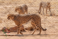Cheetahs walking around in a reservation