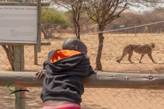 Child looking at a cheetah