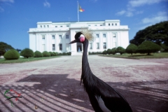 A grey crowned crane in front of the Presidental Palace, Senegal