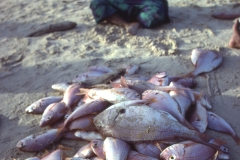 A pile of Red Snappers in front of a vendor in Dakar, Senegal
