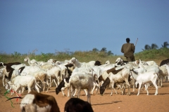Shepard herding goats in Dakar, Senegal