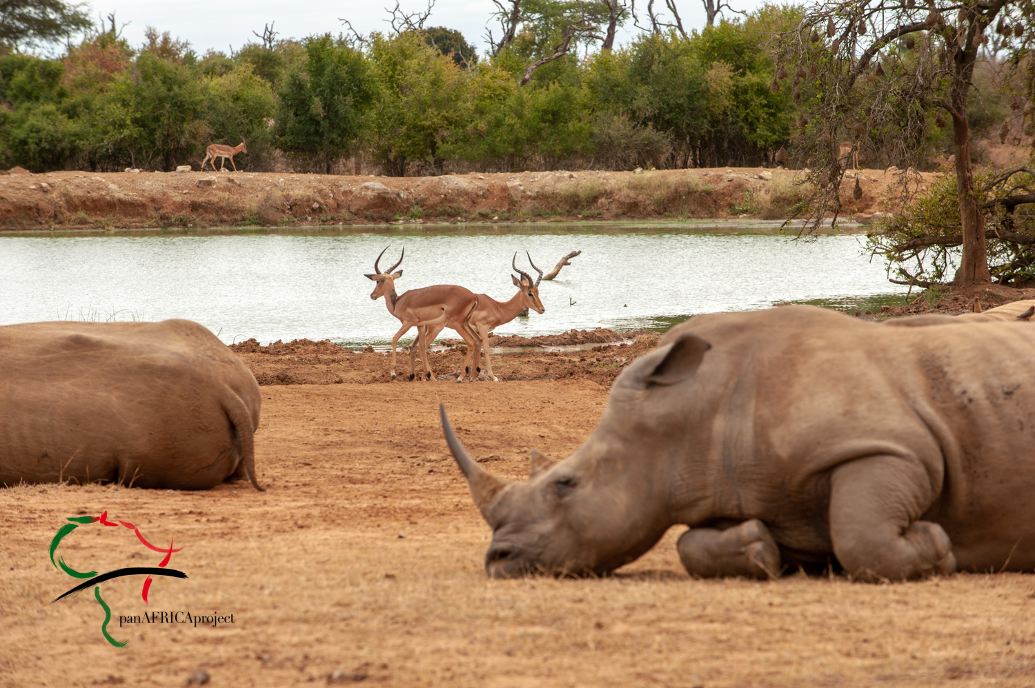 Rhinoceros sleeping in safari