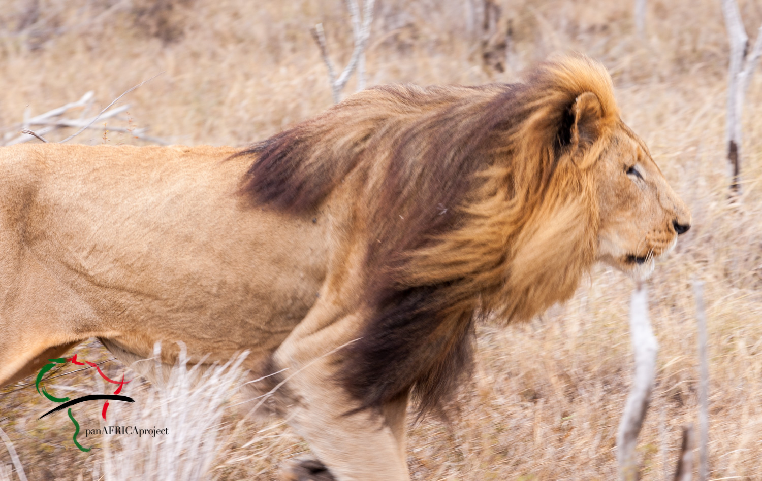 Lion roaming in the safari