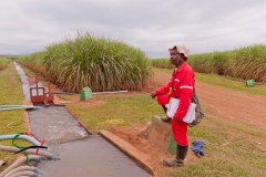 Worker at the Samunye sugar estate