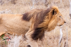 Lion roaming in the safari