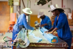 Factory workers measuring candle wax