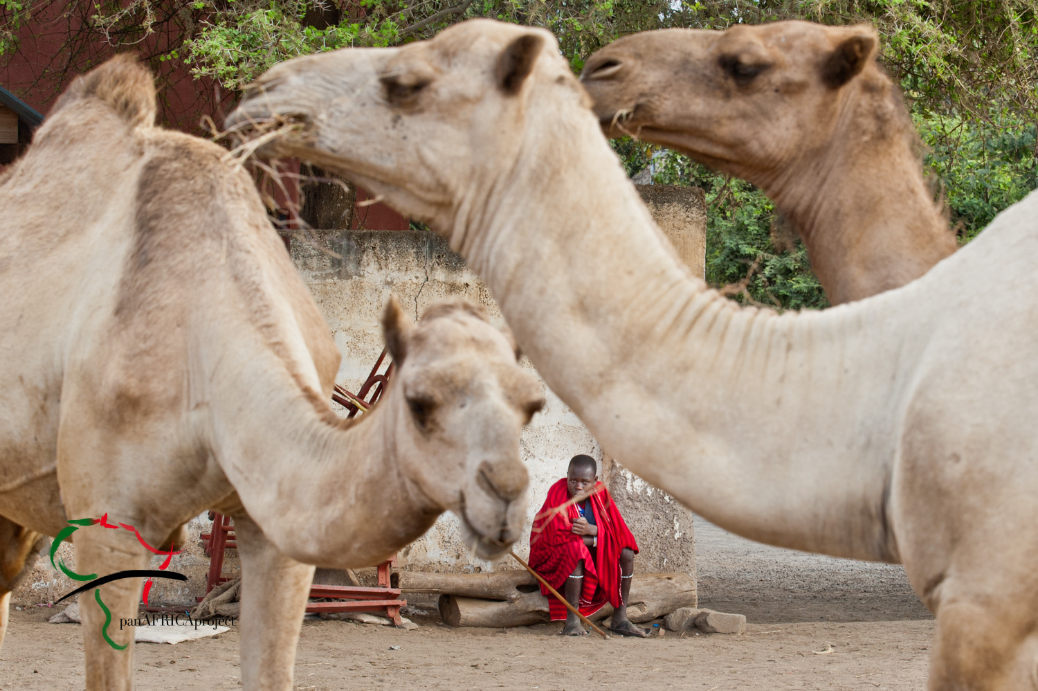 A man sitting behind camels