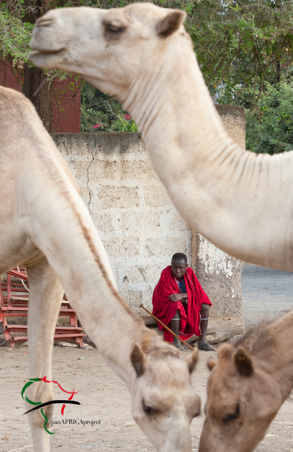 A man sitting behind camels