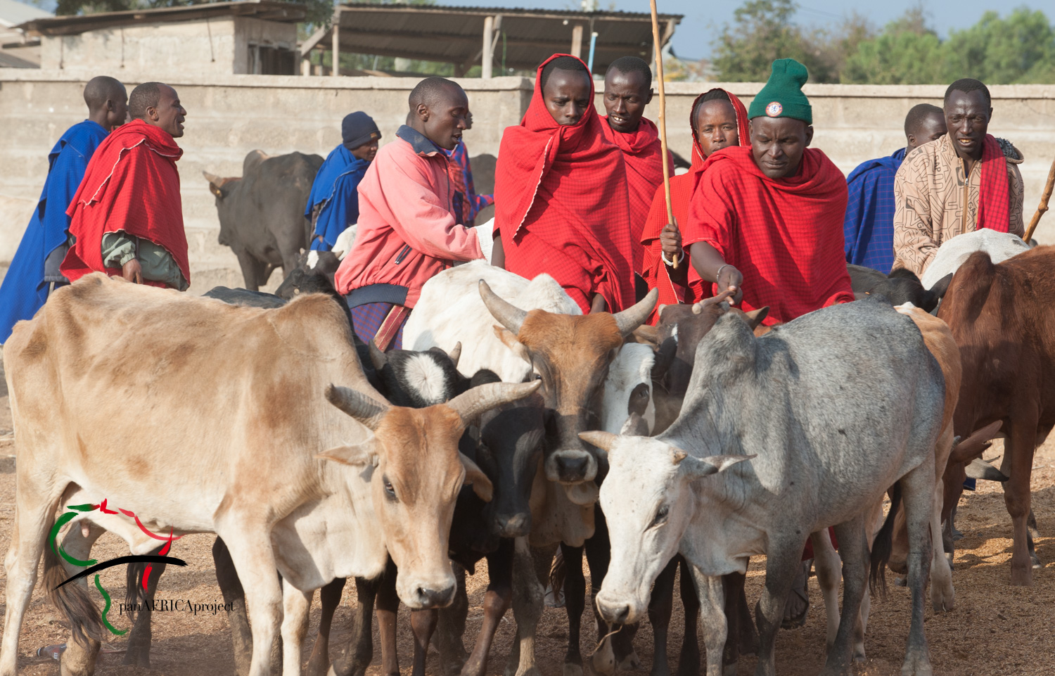 People from the Maasai tribe with cattle