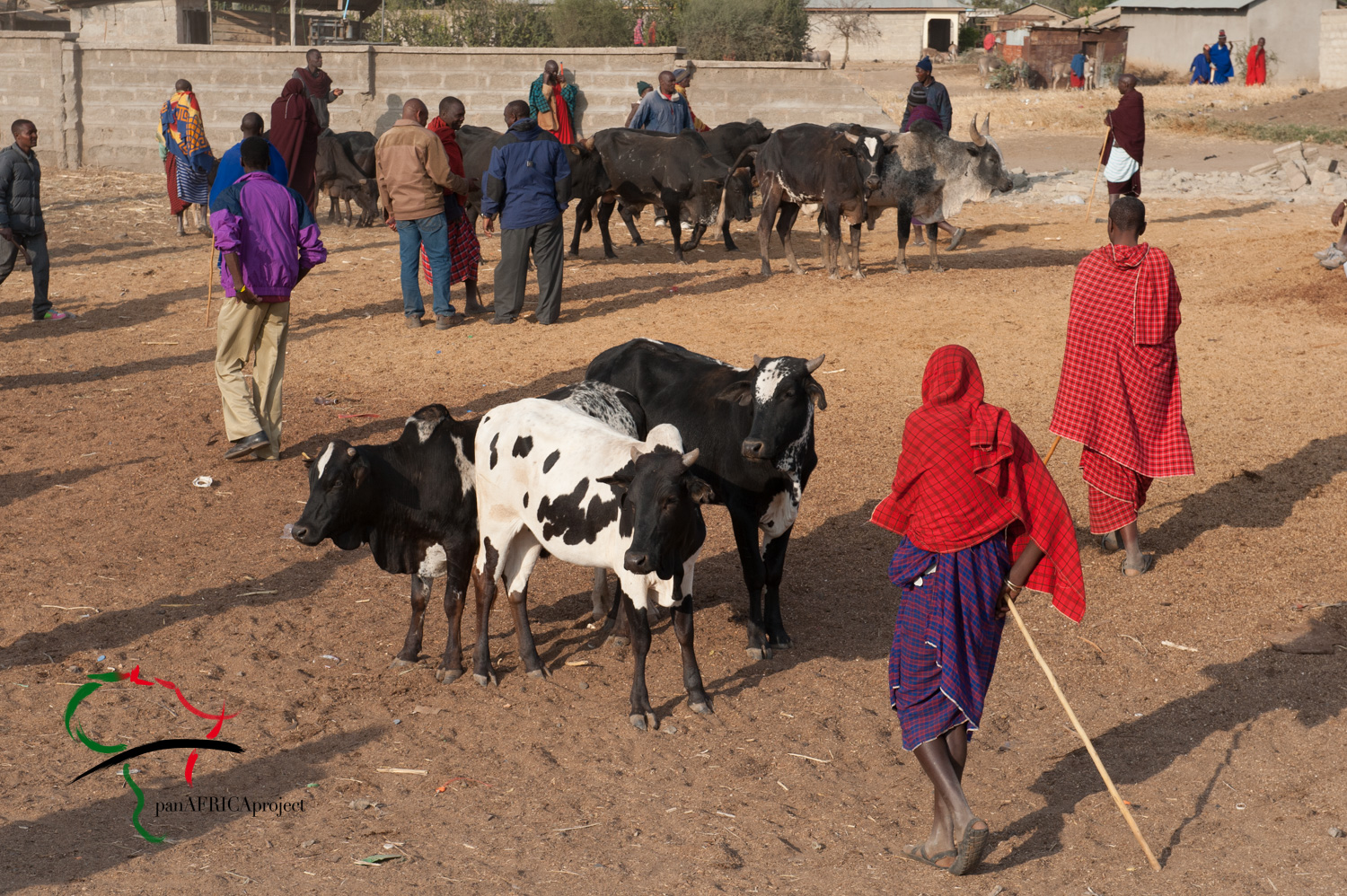 People from the Maasai tribe with cattle