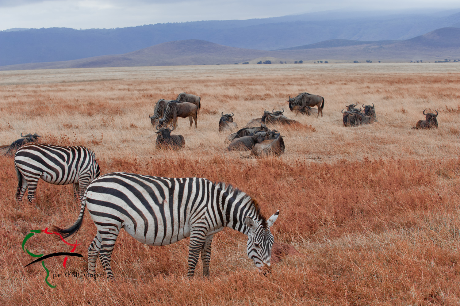 Two zebras in front of a group of wildebeasts