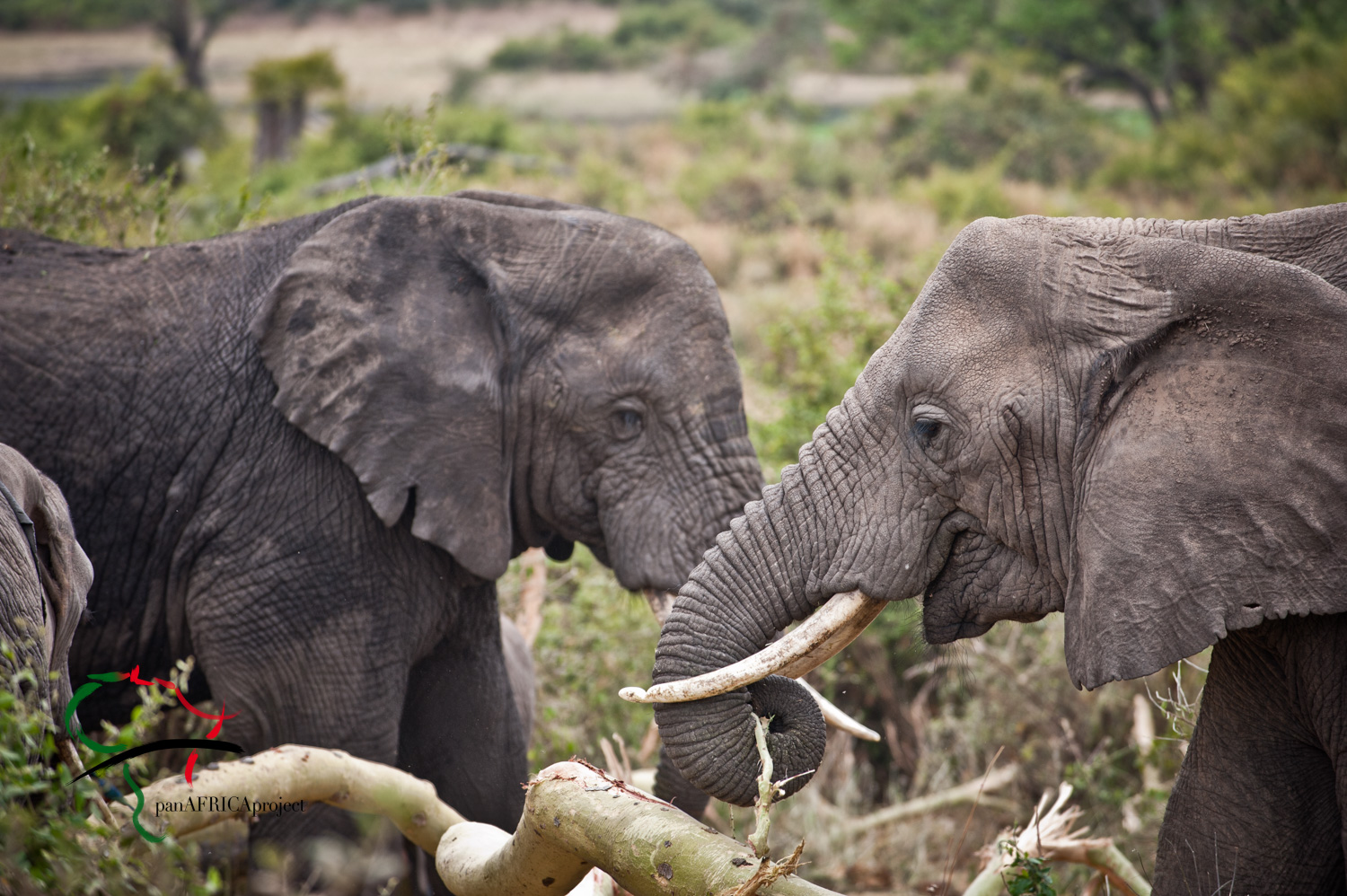 Two elephants eating