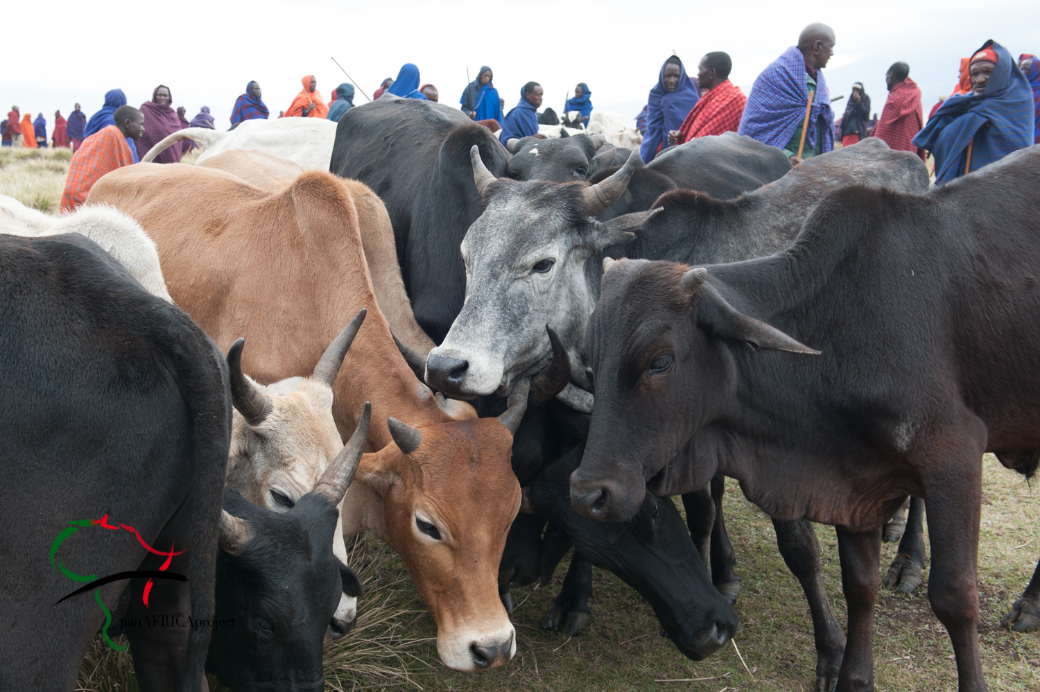 Men from the Maasai tribe with cattle