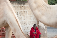 A man sitting behind camels