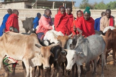 People from the Maasai tribe with cattle