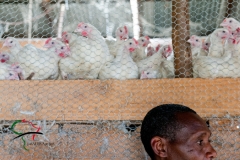 A man standing in front of a chicken coop