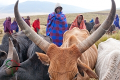 Men from the Maasai tribe with cattle