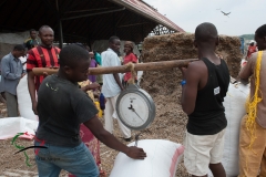 Men weighing fish